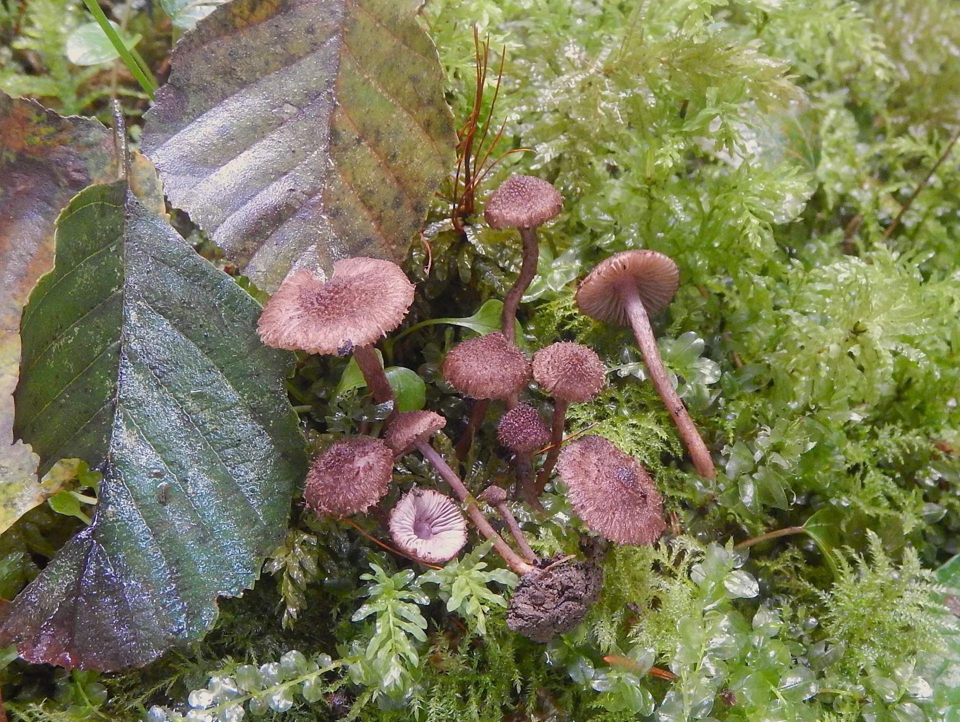 Inocybe cincinnata, 25-09-25
